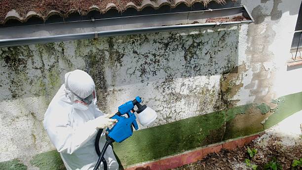Trusted Commercial Mold Remediation service in Plant City, FL - Cheap Mold Removal